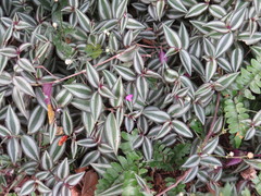 Tradescantia zebrina zebrina
