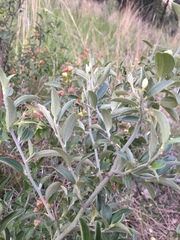 Ceanothus fendleri