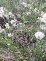 Ceanothus fendleri