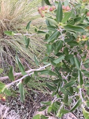 Ceanothus fendleri