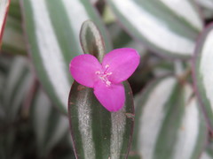 Tradescantia zebrina zebrina