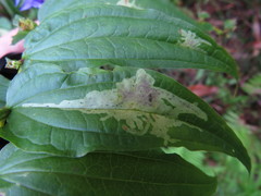 Phytomyza gentianae