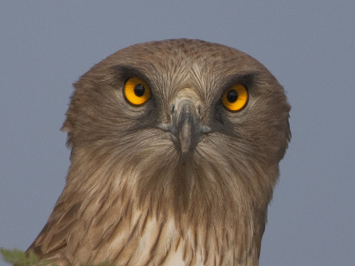 Short-toed Snake-Eagle