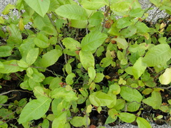 Triplaris americana