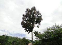 Triplaris americana