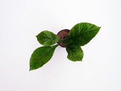 Triplaris americana