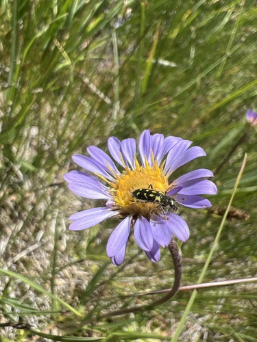 iNaturalist observation photo of Ornate Checkered Beetle
