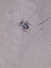 Trachyderma philistina