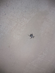 Trachyderma philistina