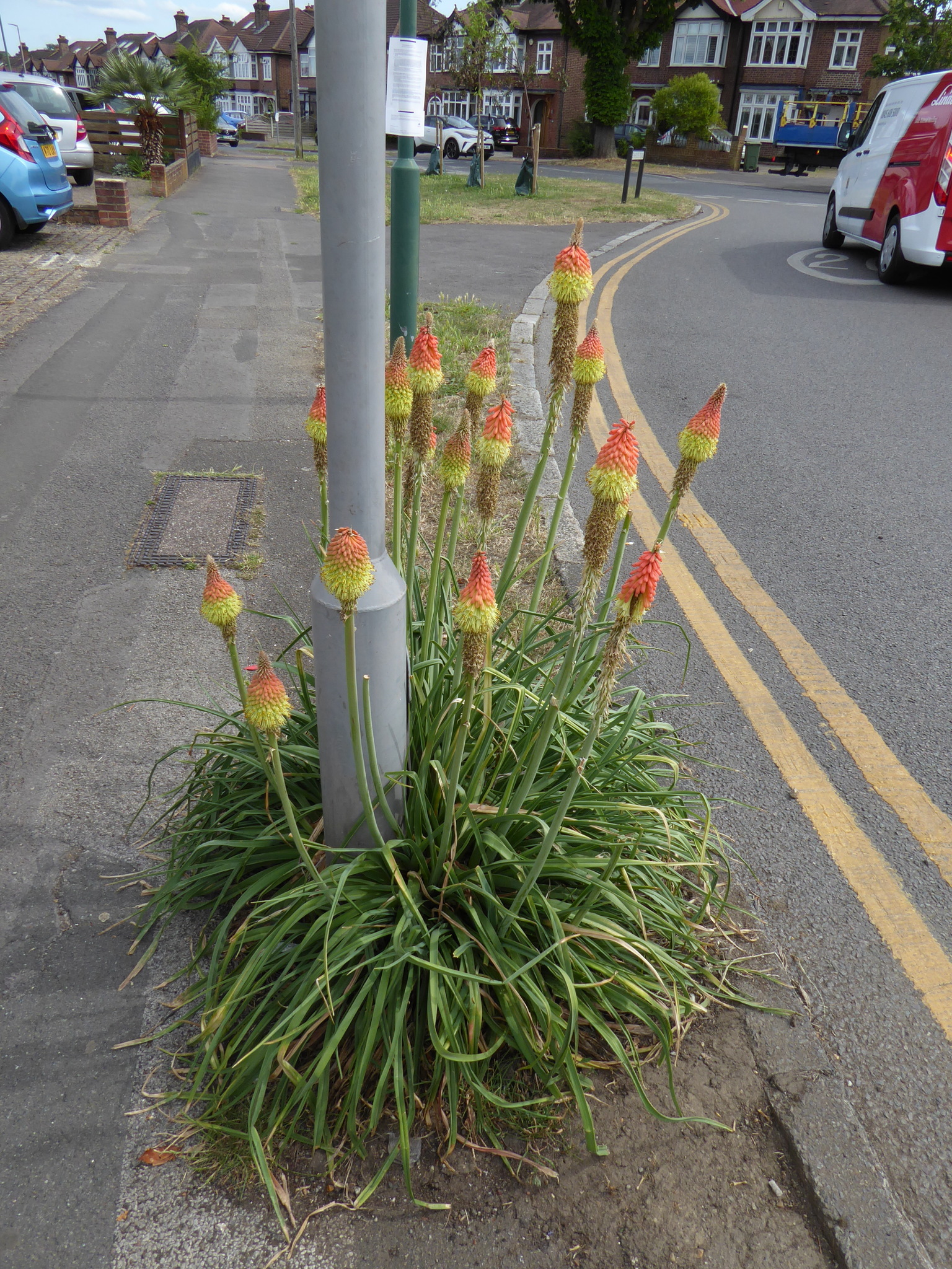 Greater Red-Hot Poker (Kniphofia ×)