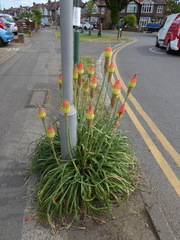 Kniphofia × praecox, photograph (c) jamie-aa, some rights reserved (CC BY)