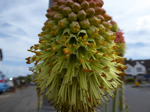 Kniphofia × praecox, photograph 2