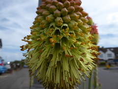 Kniphofia × praecox, photograph (c) jamie-aa, some rights reserved (CC BY)