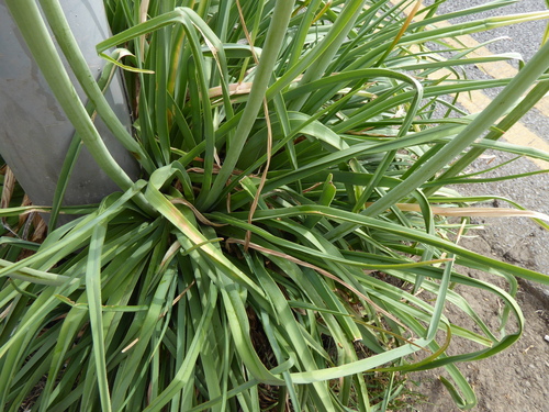 Kniphofia × praecox, photograph 3