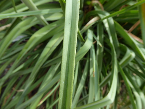 Kniphofia × praecox, photograph 4