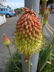 Kniphofia × praecox, photograph (c) jamie-aa, some rights reserved (CC BY)