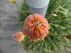 Kniphofia × praecox, photograph (c) jamie-aa, some rights reserved (CC BY)