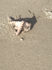 Octopus americanus
