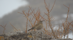 Upucerthia dumetaria