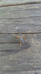 Agonocryptus discoidaloides