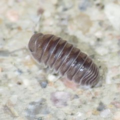 Venezillo arizonicus