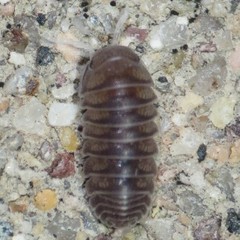 Venezillo arizonicus