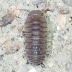 Venezillo arizonicus