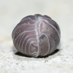 Venezillo arizonicus