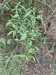 Maerua juncea subsp. crustata image