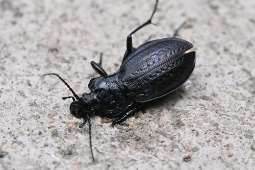 Carabus billbergi