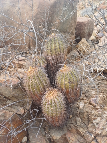 Copiapoa echinoides