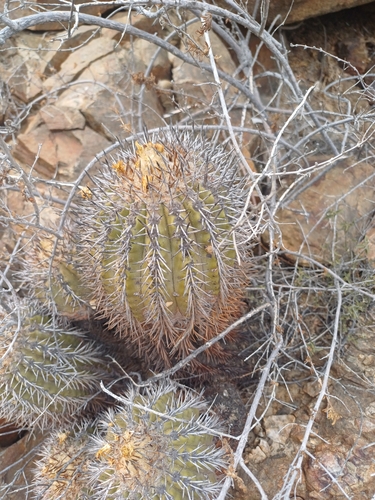 Copiapoa echinoides