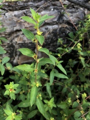 Ludwigia sphaerocarpa