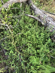 Ludwigia sphaerocarpa