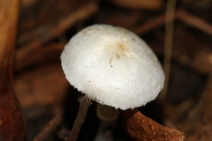 Leucoagaricus sericifer