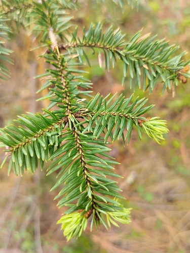 Vejar's fir (Abies vejarii)