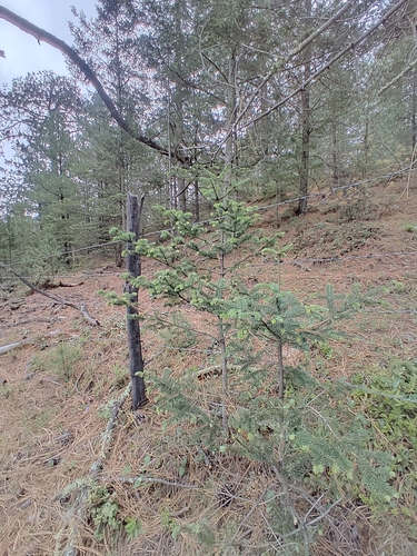 Abies vejarii, photograph 2