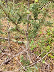 Abies vejarii, photograph (c) Adriana Nelly Correa Sandoval, some rights reserved (CC BY)