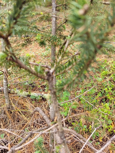Abies vejarii, photograph 4