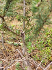 Abies vejarii, photograph (c) Adriana Nelly Correa Sandoval, some rights reserved (CC BY)