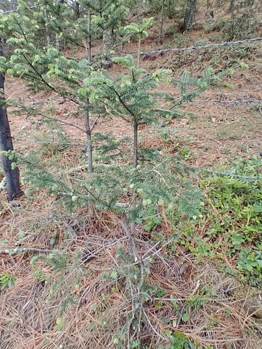 Abies vejarii, photograph 5
