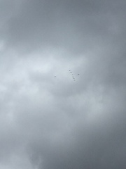 Pelecanus erythrorhynchos