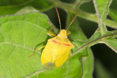 Thyanta pallidovirens