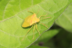 Thyanta pallidovirens