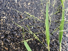 Panicum dichotomiflorum dichotomiflorum