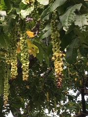 Pterocarya fraxinifolia