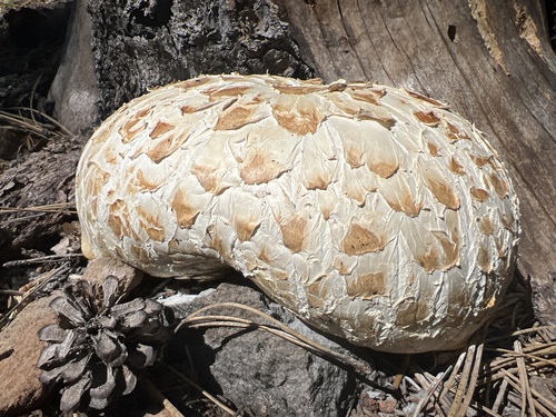 iNaturalist observation photo of Giant Sawgill