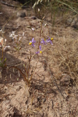 Cyanella