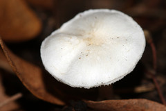 Leucoagaricus sericifer