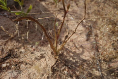 Cyanella